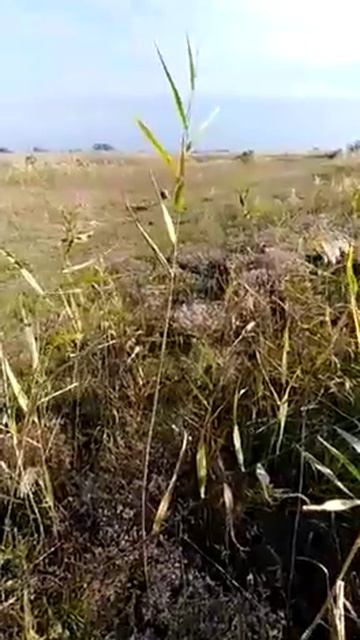 Охота на шакалов в Дагестане!!! смотреть онлайн