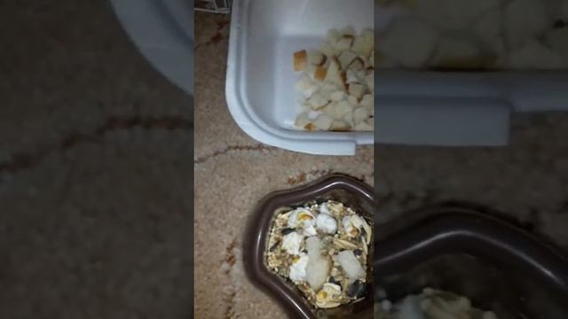 Чищу клетку своему хомяку-Соньки!!!!!!!!! смотреть онлайн