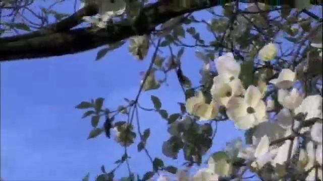 B.C. Flora and Fauna смотреть онлайн