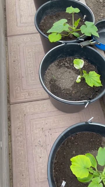 Когда совсем мало места на грядках, выращиваю кабачки в 10 литровых вёдрах.🪴🪴🪴 #shorts смотреть онлайн