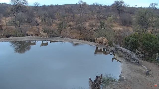 Львы. Африка - Lions. Africam Rosie's Pan смотреть онлайн