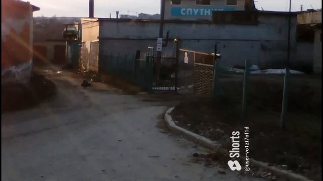 Питбуль и колесо смотреть онлайн
