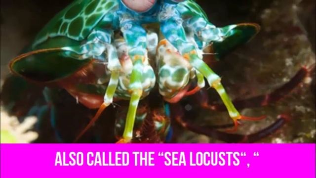 21 More Strange Animals You Didn’t Know Exist #LIghtEnviro смотреть онлайн