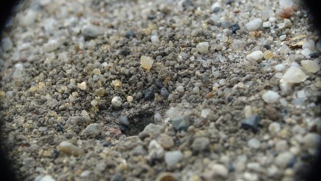 Tetramorium 3 смотреть онлайн