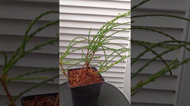 Туя восточная Френки Бой
( Thuja orientalis Franky Boy ) #shorts смотреть онлайн