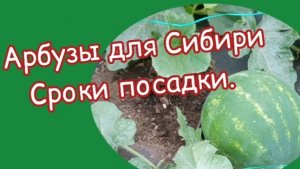 Выбирайте арбузы правильно, чтобы не остаться без урожая! Сроки посадки на рассаду для Сибири.