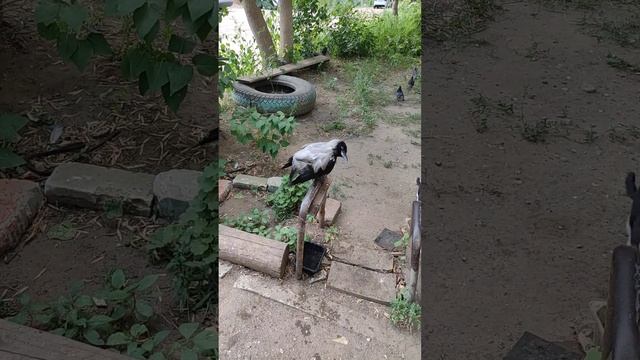 молодая ручная ворона смотреть онлайн