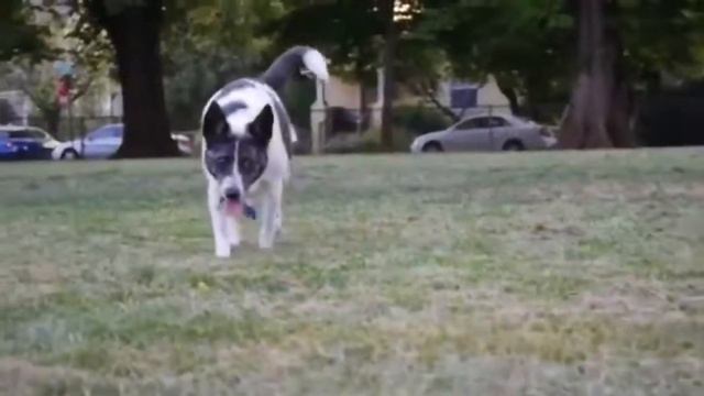 PawShop Pet GPS Tracker смотреть онлайн