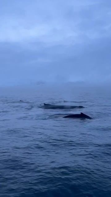 На днях нашей группе в Териберке посчастливилось увидеть китов! смотреть онлайн