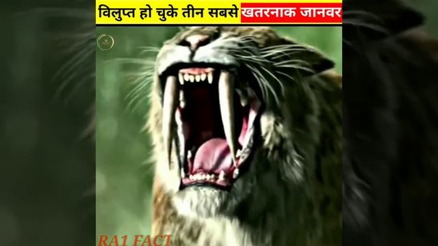 विलुप्त {extinct} हो चुके ये 3 जीव । जिससे सभी खोप खाते थे । megalodon । smilodon । #shorts смотреть онлайн