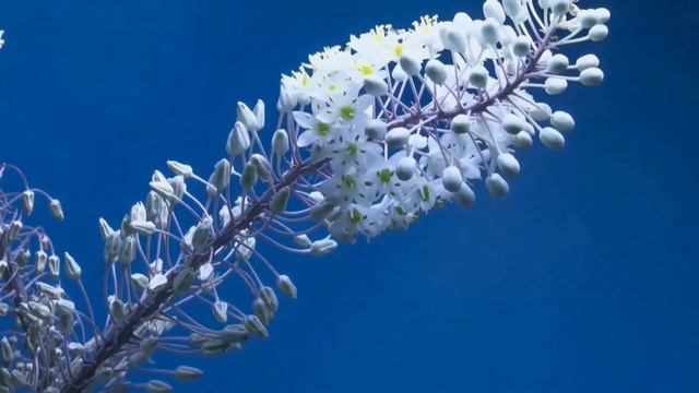 Time Lapse of Flowers opening смотреть онлайн