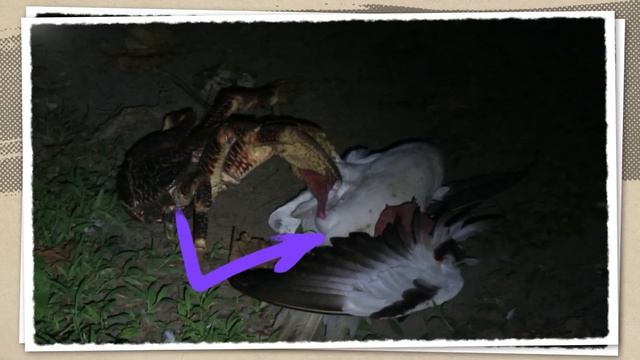 This Is Why the Entire Internet Hates Crabs смотреть онлайн