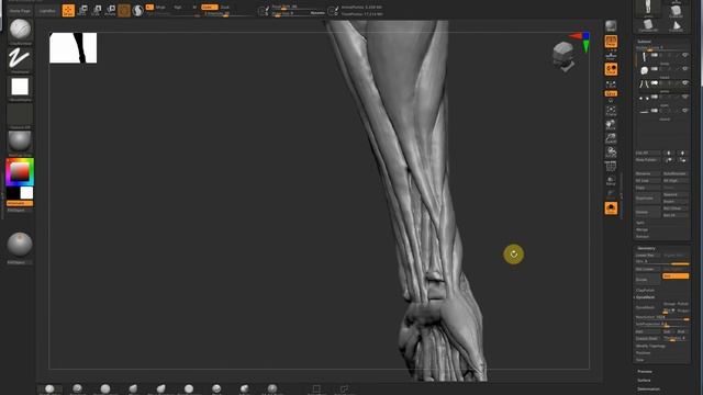 Female Ecorche - Studying Human Anatomy In 3D (ZBrush 3D Interactive) смотреть онлайн