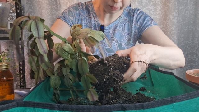 Реанимация растений: алоэ и декабрист смотреть онлайн