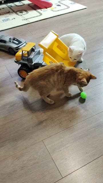 Котенок и детский самосвал. #котята смотреть онлайн