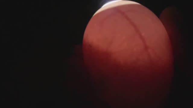 Вся расстроена-Отсадила Маманьку от цыплят_авоскопирую яйцо_девчонки не хотят идти домой_1 апреля25г смотреть онлайн