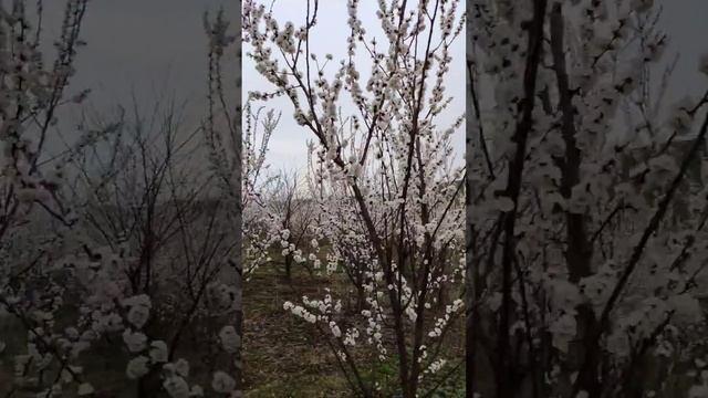 Oranj rubis o'rigi gullash jarayoni. Абрикос Оранж рубис смотреть онлайн