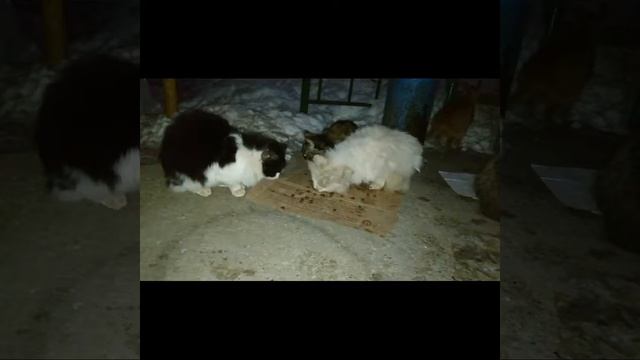 Бездомные кошки сыты. смотреть онлайн