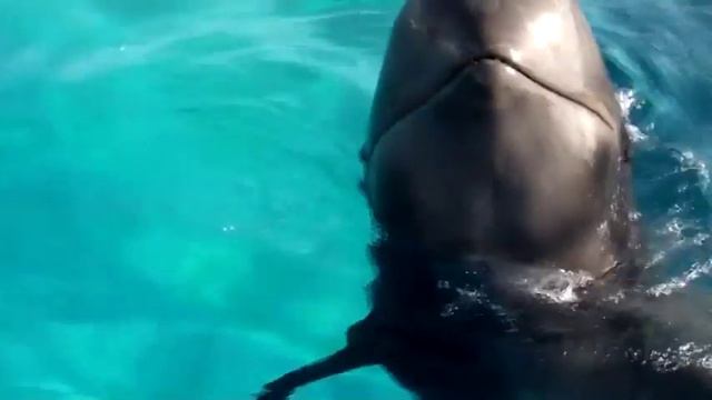 Ava Meets Sully at Sea World смотреть онлайн