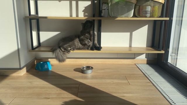 Балкон. Закат. Коты. 2022-05-13 смотреть онлайн