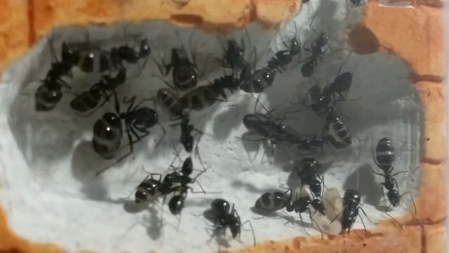 Camponotus foreli. Colonia de 3er año смотреть онлайн
