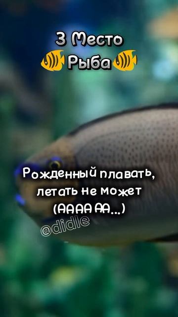 🤔Сколько МЛРД вывели с хомяка? | #shorts #подпишись #subscribe #кошка #cat смотреть онлайн