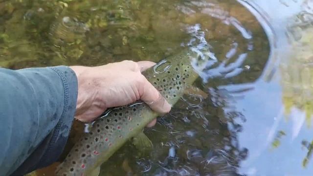 Ultra light fly fishing for Brown Trout | Local small stream with dry dropper rig смотреть онлайн