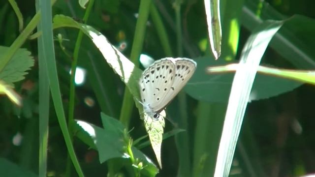 2017年8月13日 蒜山高原のゴマシジミ смотреть онлайн