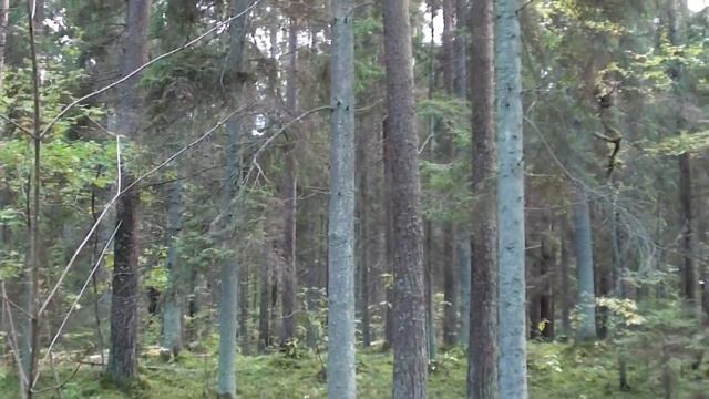 анекдот , подслушал у дятлов смотреть онлайн