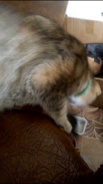 кошка уронила котенка на пол🤭 смотреть онлайн