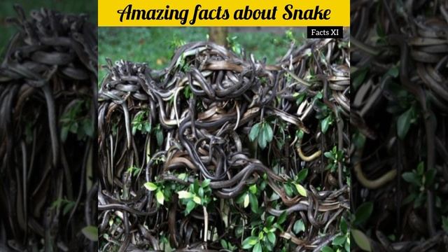 Amazing facts about Snake😱😱 #shorts #facts_xi #snake смотреть онлайн