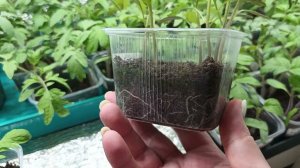 Первая подкормка рассады. Почему кальциевая селитра?)