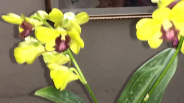 Dendrobium Hybrid NoID смотреть онлайн
