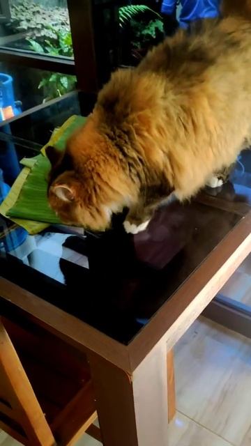 Puding daun pisang 😹 смотреть онлайн