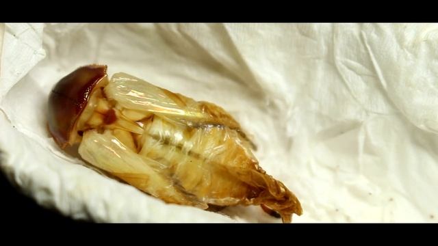Rainbow stag beetle emergence time lapse(Phalacrognathus muelleri) смотреть онлайн