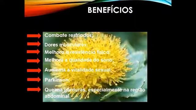 Raiz-de-ouro, rodiola (Rhodiola rosea) смотреть онлайн