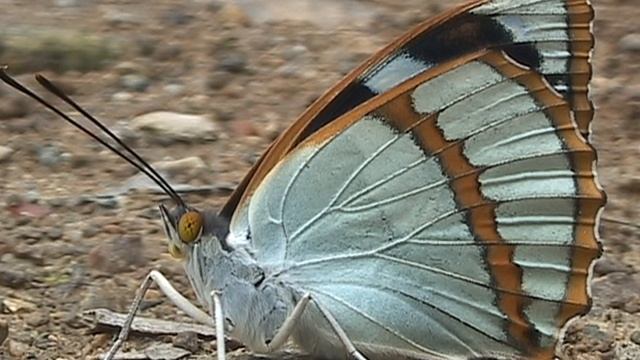 бабочка на земле ВЕСНА смотреть онлайн