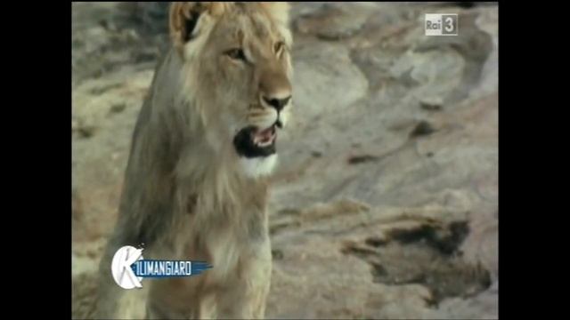 Alle falde del Kilimangiaro - John Rendall e il leone Christian - 25-3-2012 смотреть онлайн