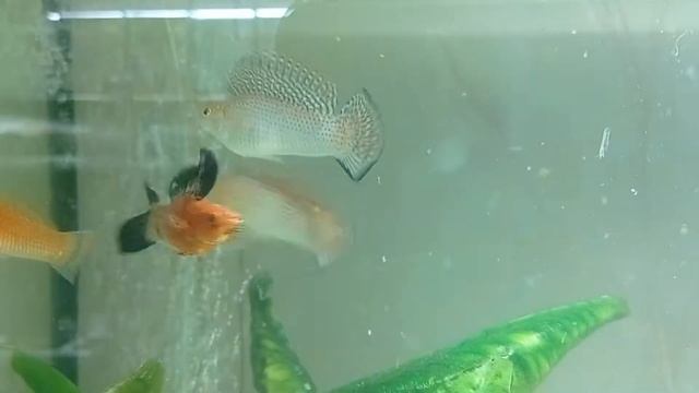 велиферы смотреть онлайн