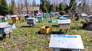 Пересадка пчёл, весна 2025.Пчеловодство.Пасека на Алтае.