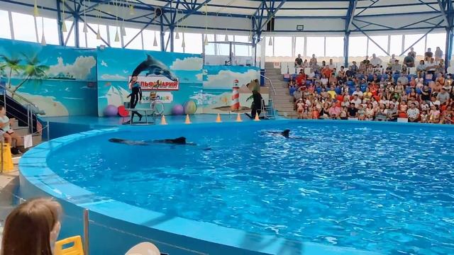 Дельфинарий Сочи. 2020 смотреть онлайн