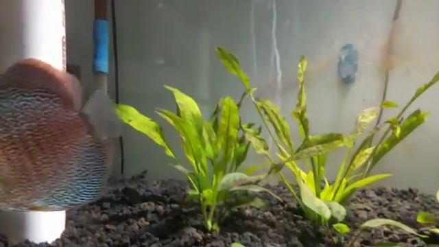 my discus leopard snakeskin смотреть онлайн