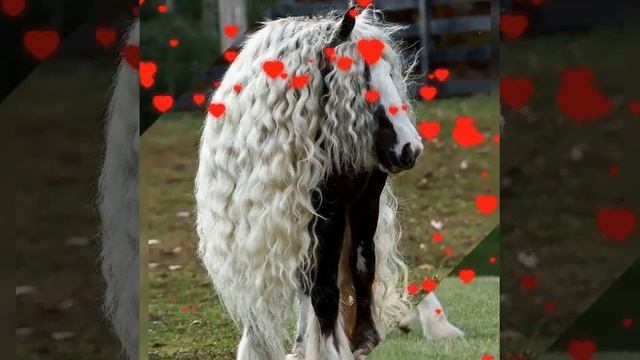 КТО ЛЮБИТЬ ЛОШАДЕЙ ПОДПИСАТЬСЯ НА КАНАЛ