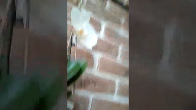 Мой живой уголок! (-_+)