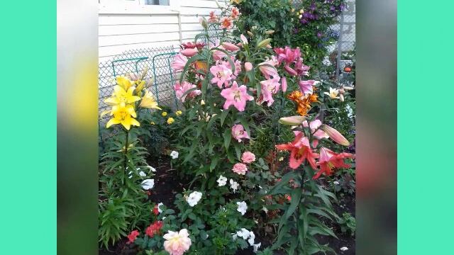 ЦВЕТЕНИЕ МОИХ ЛИЛИЙ ЧАСТЬ1 .ЛЕТО 2019. смотреть онлайн