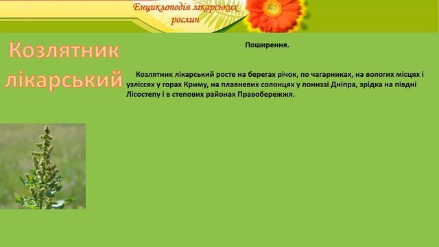 Козлятник лікарський смотреть онлайн