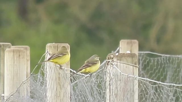 Yellow Wagtails, Dernford Reservoir, Cambridgeshire, 29/4/21 смотреть онлайн
