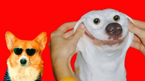 ПОПРОБУЙ НЕ ЗАРЖАТЬ!! Лютые приколы с собаками! Корги Кекс Говорящая собака