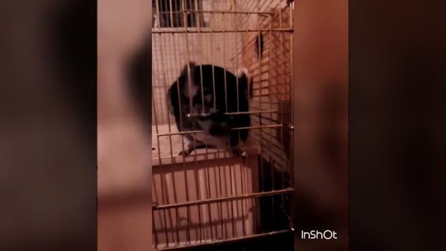 Побег Шушика)шиншилла смотреть онлайн