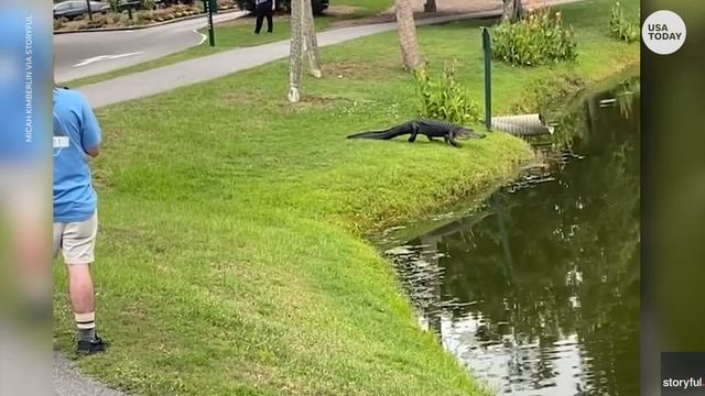 Fearful fisherman chased away from pond by protective alligator | USA TODAY смотреть онлайн